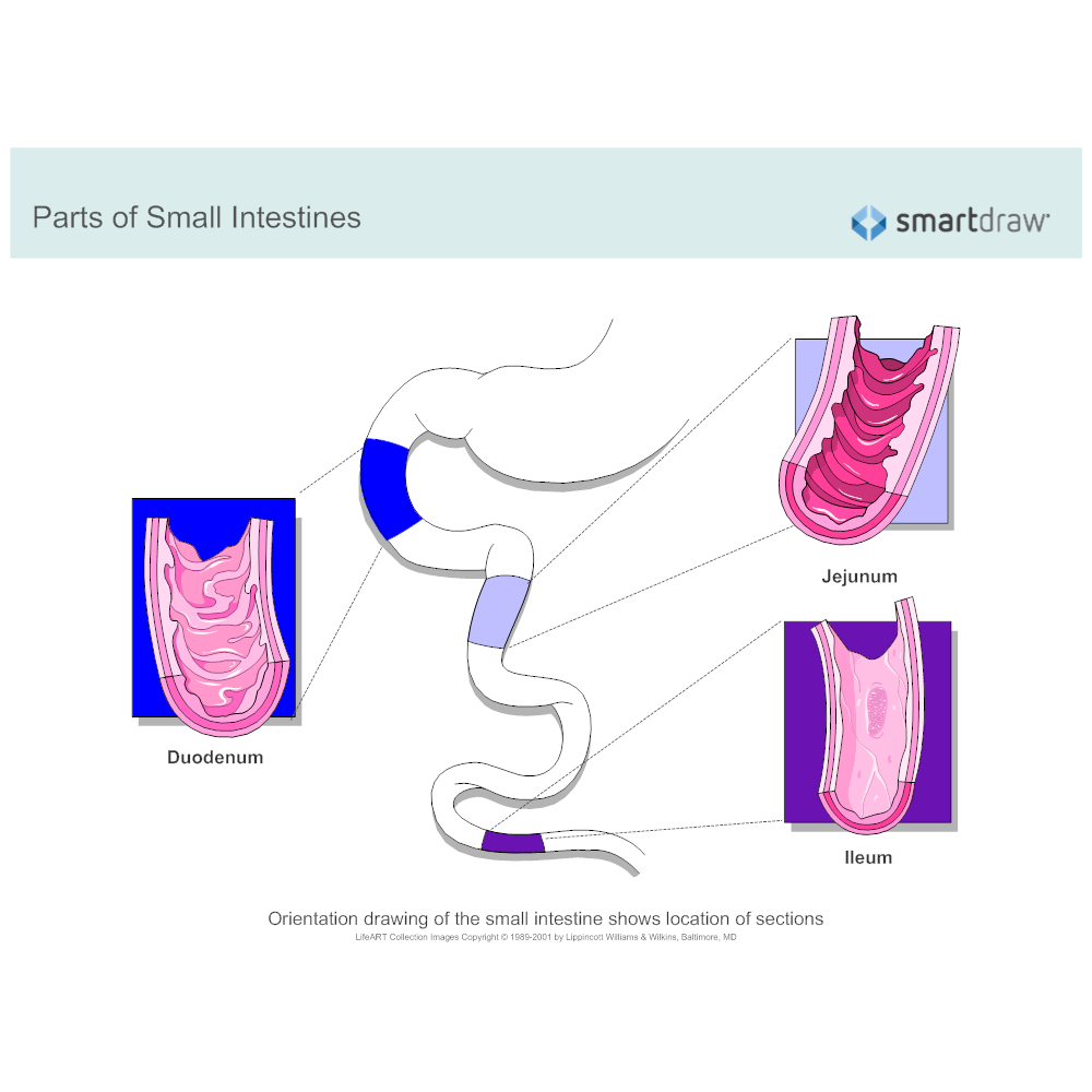 1000x1000 small intestines sections - Small Intestine Drawing