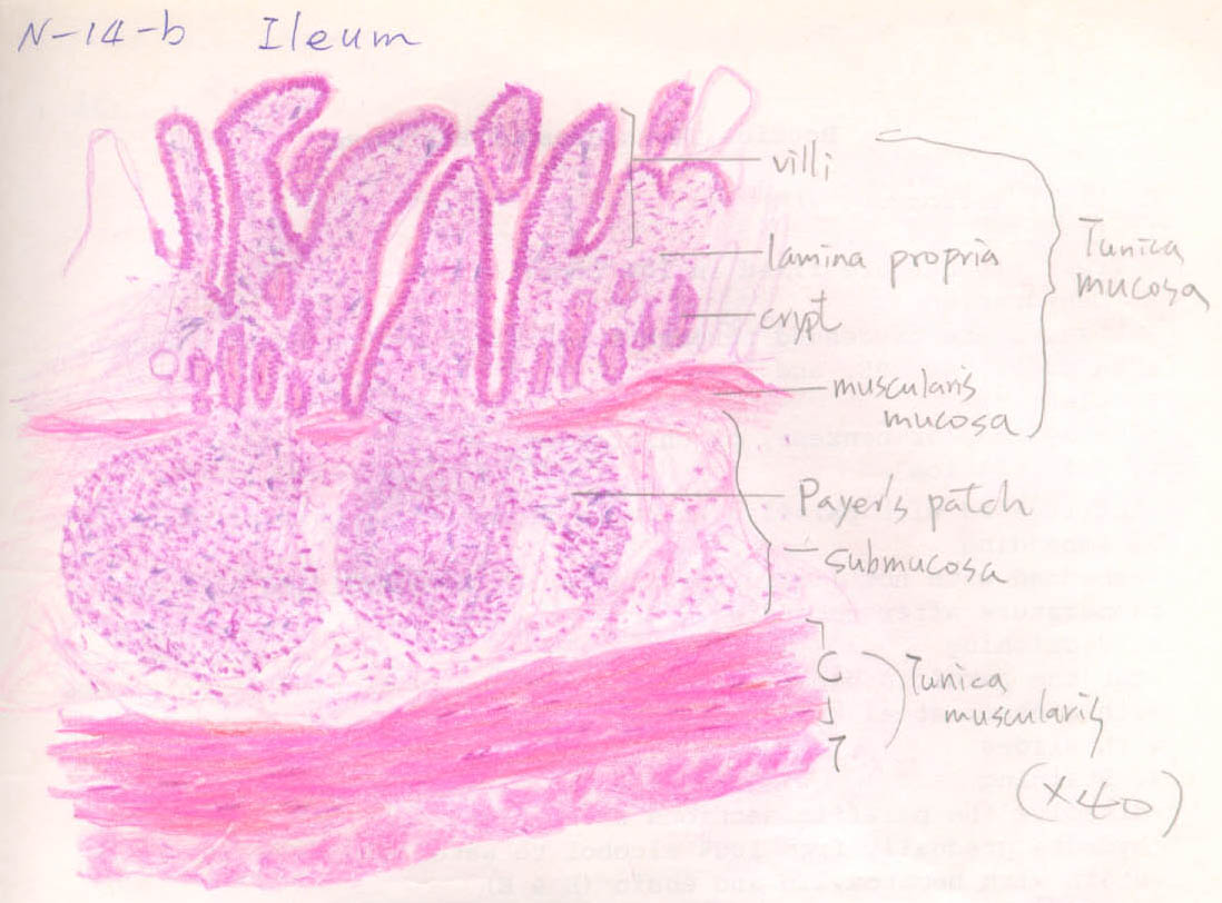 1098x812 small intestine - Small Intestine Drawing