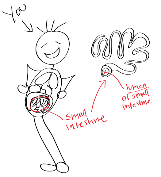 525x577 what does the small intestine do - Small Intestine Drawing
