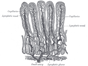 300x225 xi splanchnology the small intestine gray, henry - Small Intestine Drawing