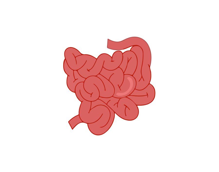 Small Intestine Drawing at PaintingValley.com | Explore collection of