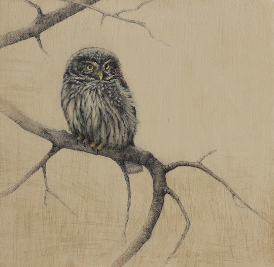 540x525 Little Owl - Small Owl Drawing