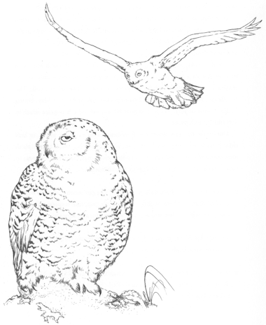 380x464 Snowy Owl - Small Owl Drawing