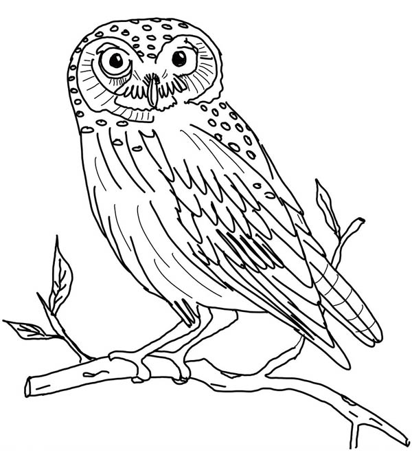 600x665 Small Owl Template - Small Owl Drawing
