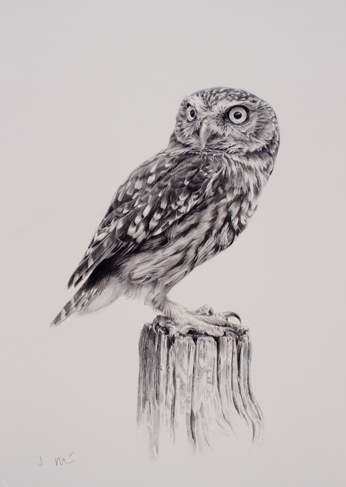 710x998 Owl Drawing Artistic For Free Download - Small Owl Drawing