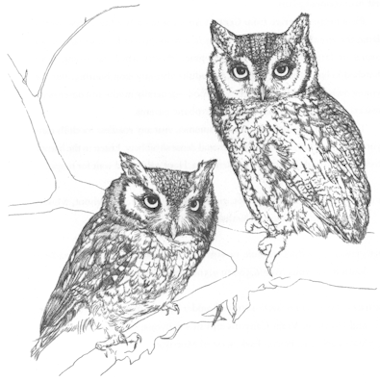 380x383 eastern screech owl - Small Owl Drawing