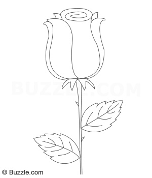300x350 A Beginners Step - Small Rose Drawing