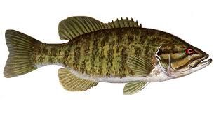 305x165 image result for smallmouth bass drawing carving thoughts fish - Smallmouth Bass Drawing