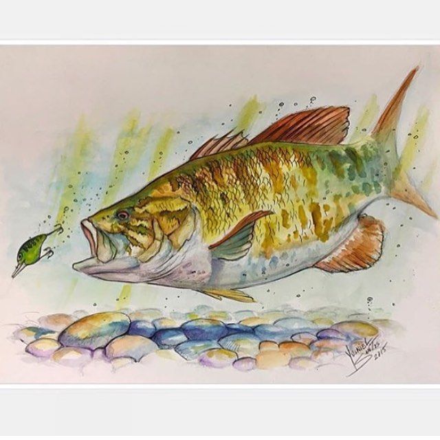 640x640 one of my few smallmouth bass done in watercolors - Smallmouth Bass Drawing