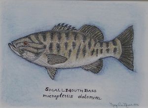 300x218 small mouth bass colored pencil pen ink drawing print matted - Smallmouth Bass Drawing