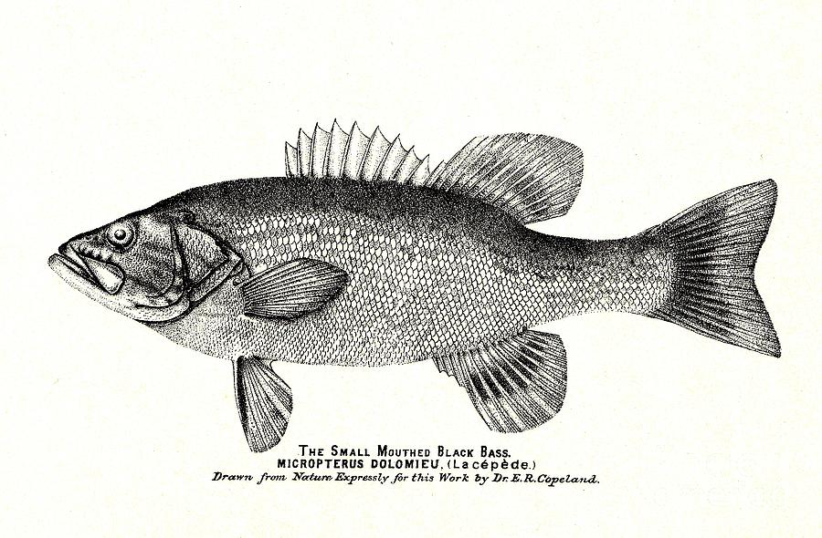 900x590 small mouthed black bass victorian print drawing - Smallmouth Bass Drawing