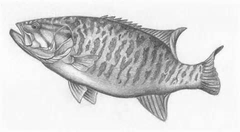 480x264 smallmouth bass fish art, shading drawing, pencil drawings - Smallmouth Bass Drawing