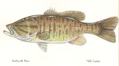 400x222 smallmouth bass - Smallmouth Bass Drawing