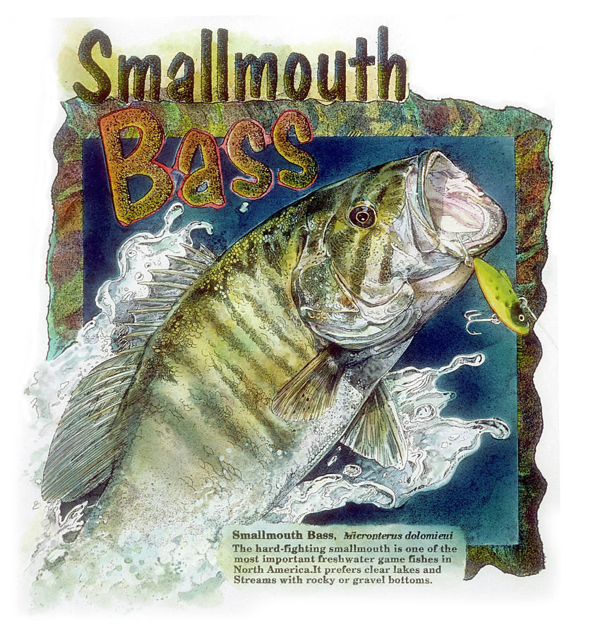 857x900 smallmouth bass drawing - Smallmouth Bass Drawing