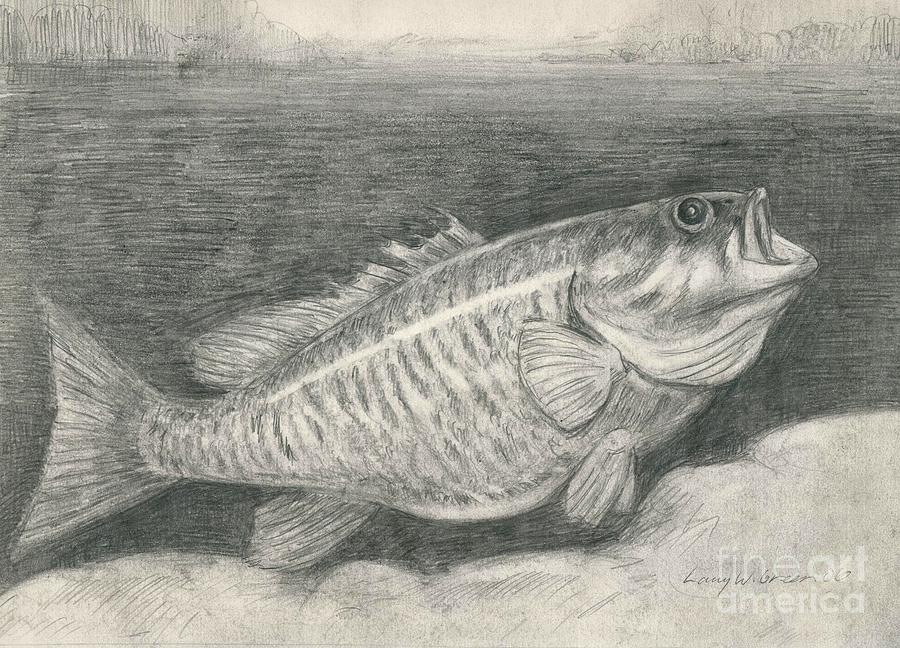 900x648 smallmouth bass drawing - Smallmouth Bass Drawing