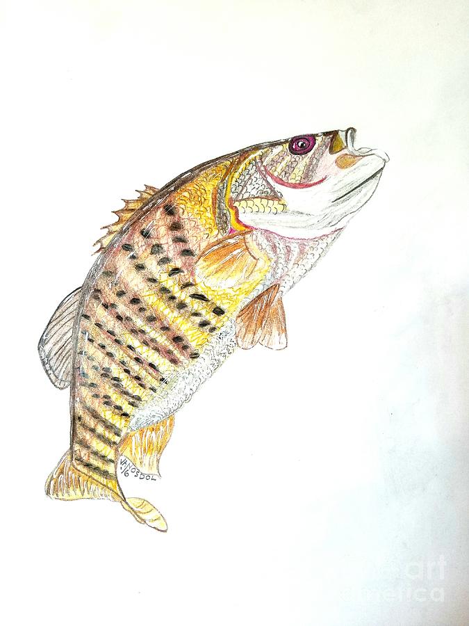 675x900 smallmouth bass drawing - Smallmouth Bass Drawing