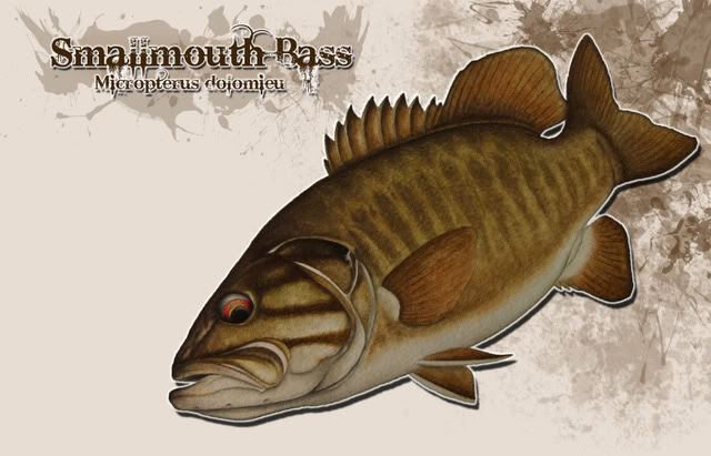 640x411 smallmouth bass drawingdesign - Smallmouth Bass Drawing