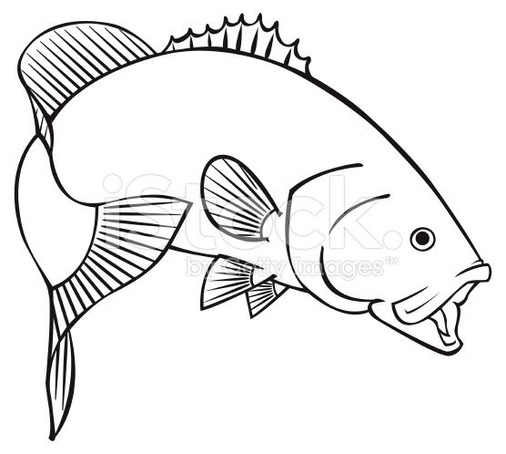 556x498 black line illustration for a smallmouth bass fishing - Smallmouth Bass Drawing