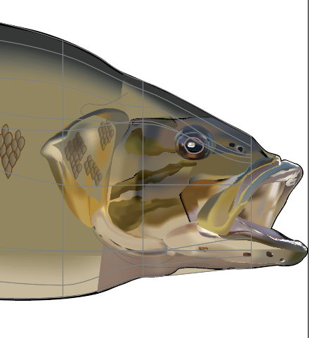 461x481 smallmouth bass drawing in progress - Smallmouth Bass Drawing
