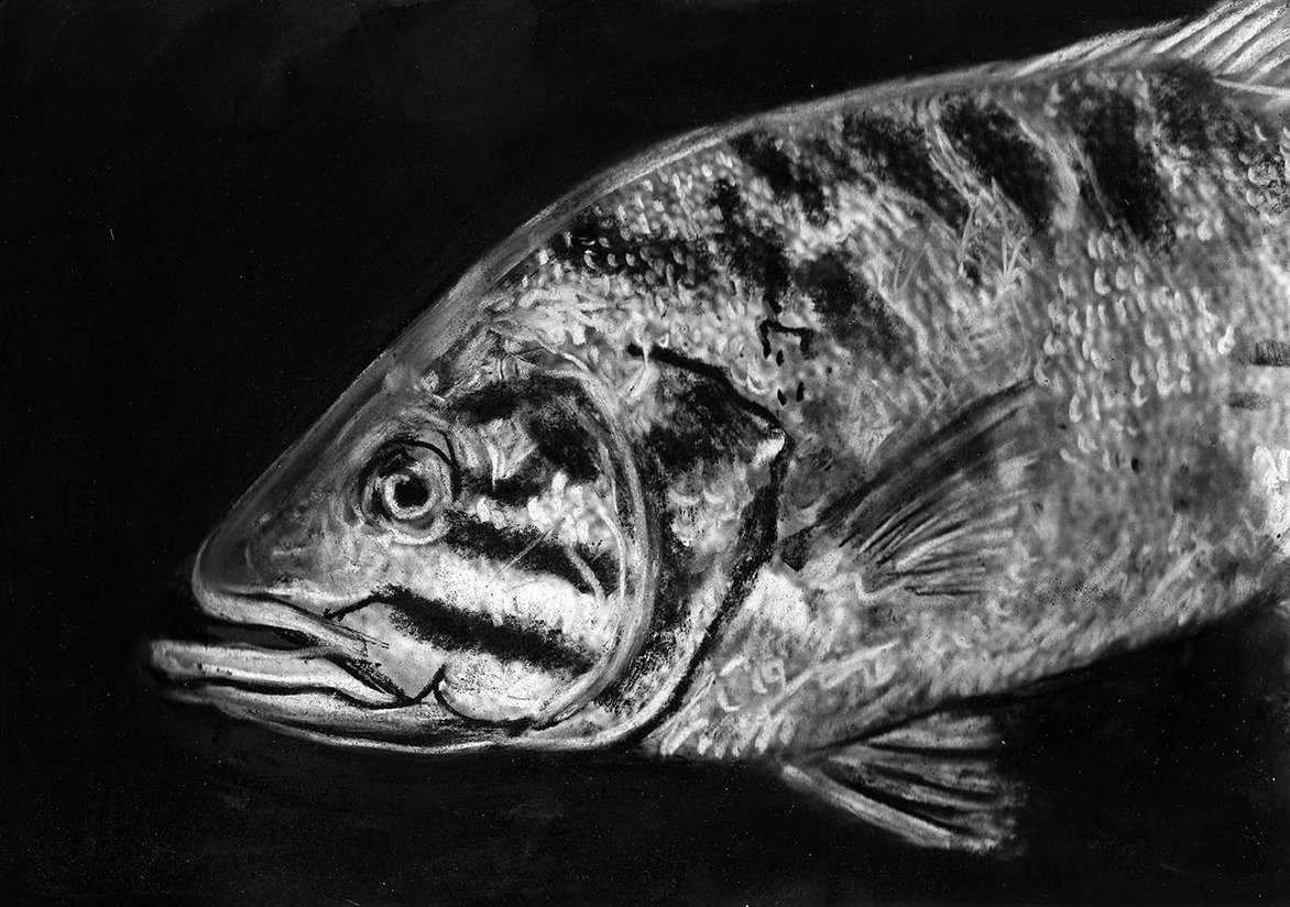 1172x824 smallmouth bass wall art decor, smallmouth bass - Smallmouth Bass Drawing