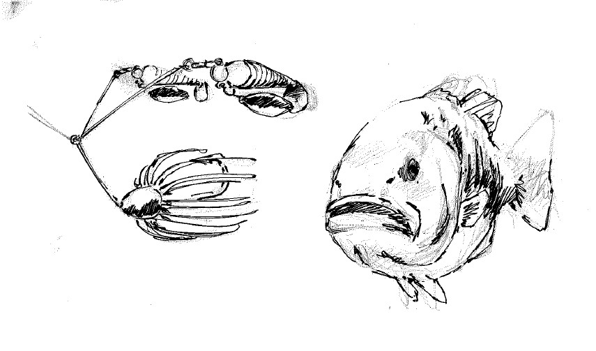 855x503 artstation - Smallmouth Bass Drawing