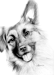 217x300 smile dog drawings fine art america - Smile Dog Drawing