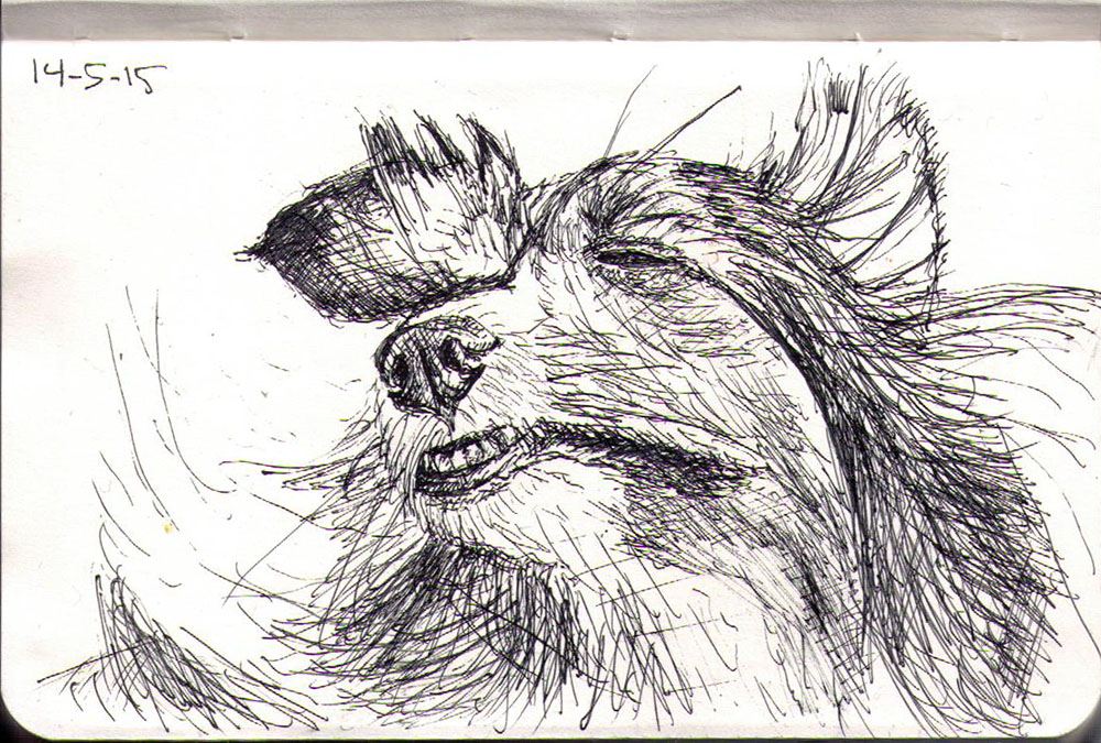 1000x675 a sheltie dog called eva and she's smiling drawing in ballpoint - Smile Dog Drawing