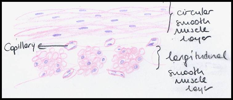 757x327 Muscle Tissue - Smooth Muscle Drawing