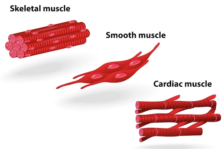 747x500 Muscle Structure - Smooth Muscle Drawing
