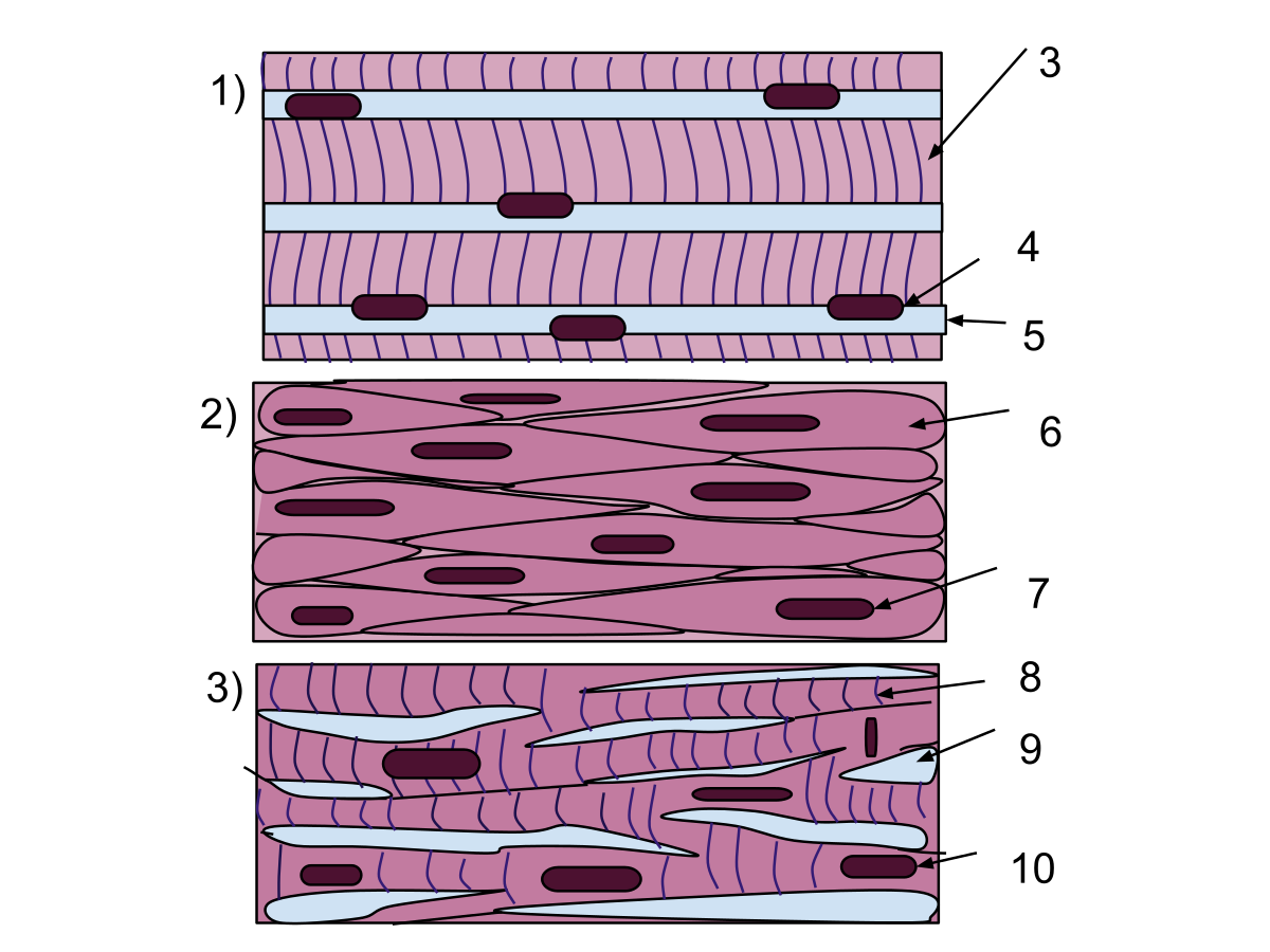 1200x900 Muscle Tissue - Smooth Muscle Drawing