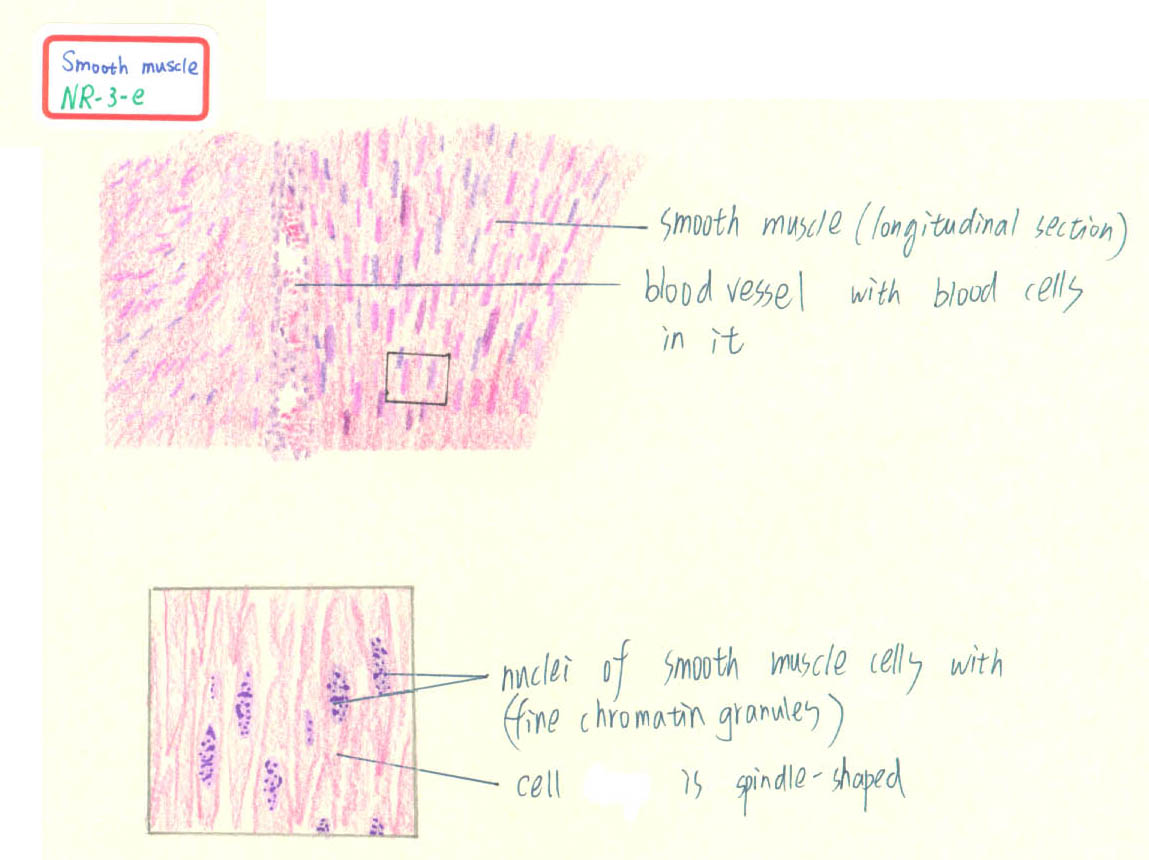 1149x860 Muscle - Smooth Muscle Drawing