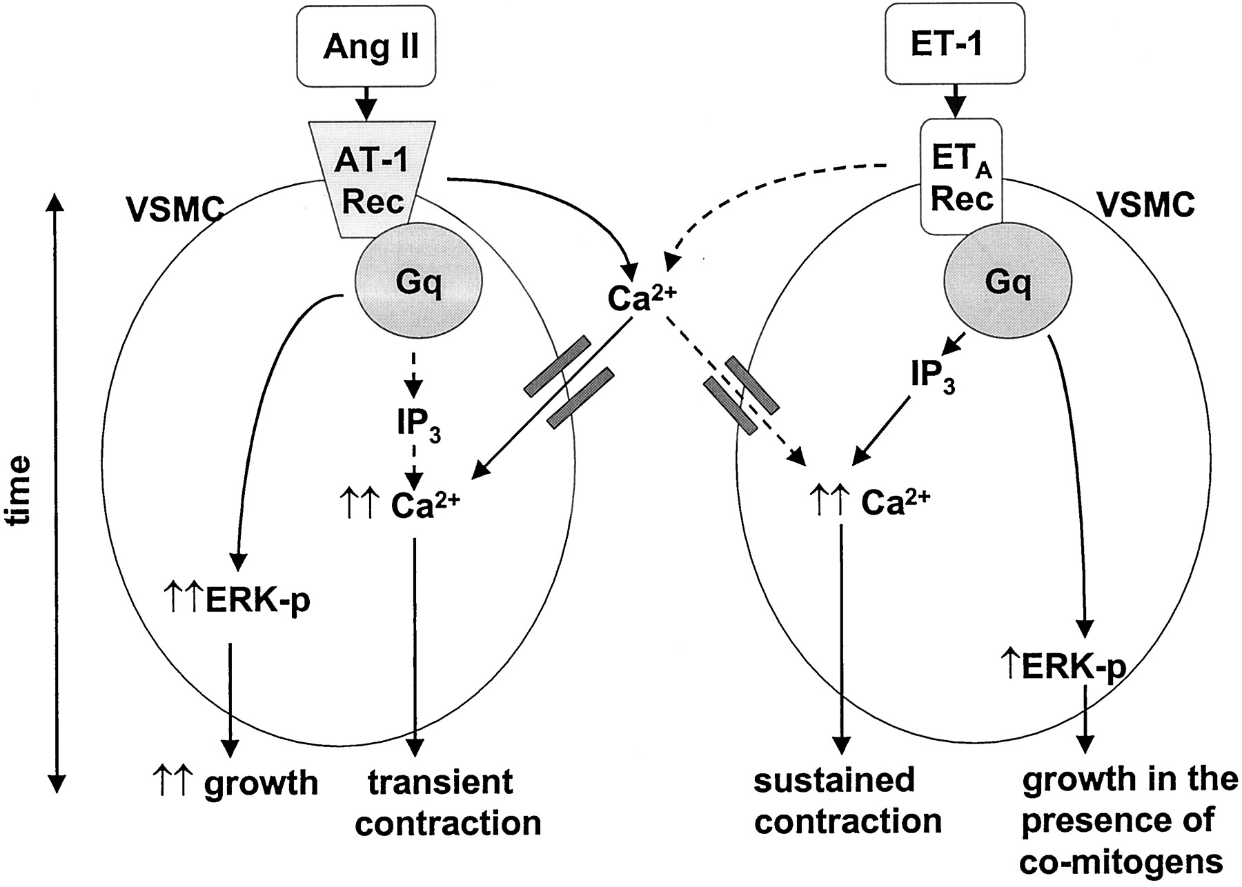 1800x1286 signal transduction mechanisms mediating the physiological - Smooth Muscle Drawing