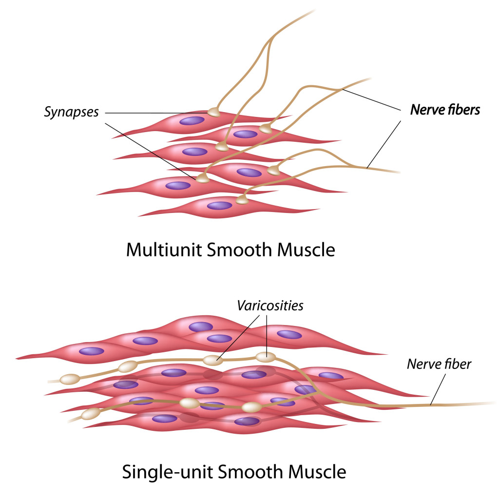 1024x1024 Smooth Muscle Cell Diagram - Smooth Muscle Drawing