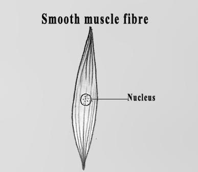 387x337 draw it neat how to draw muscle cells - Smooth Muscle Drawing