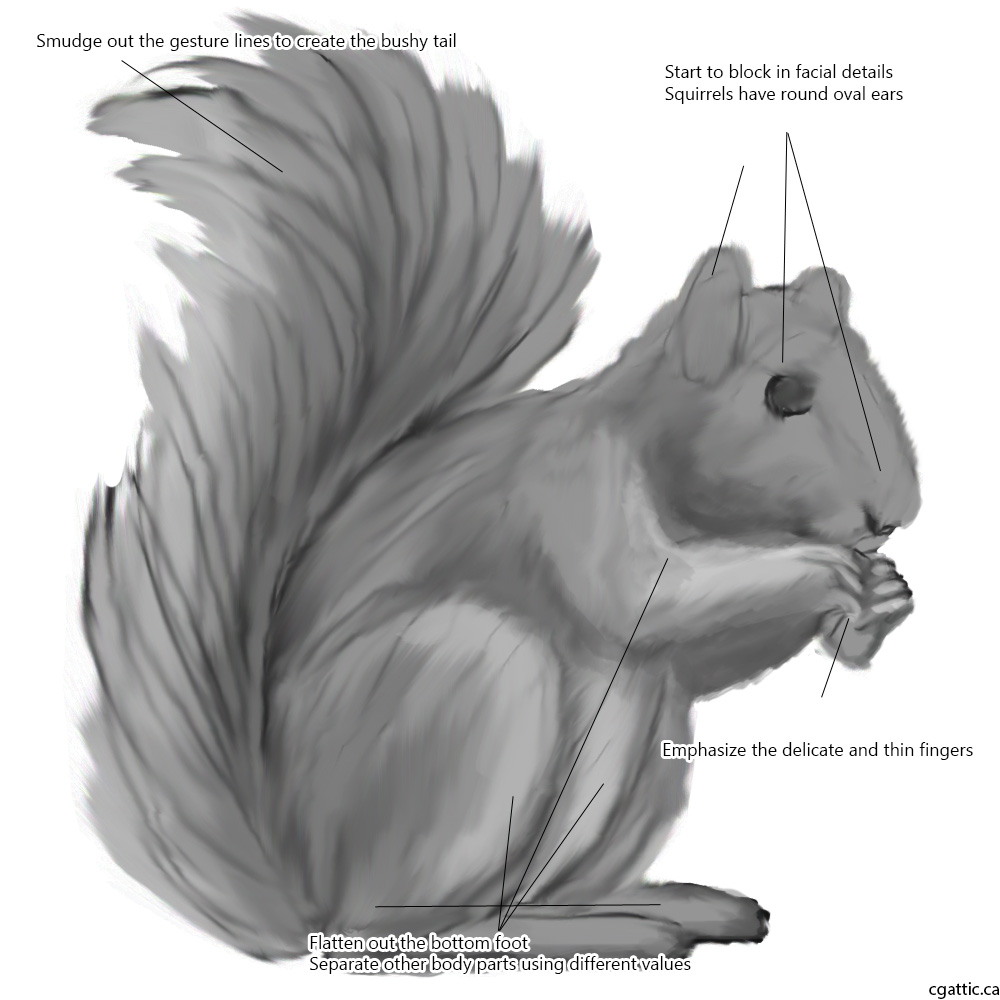 1000x1000 How To Draw A Squirrel In Steps With Photoshop - Smudging Drawing