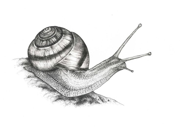 Snail Drawing