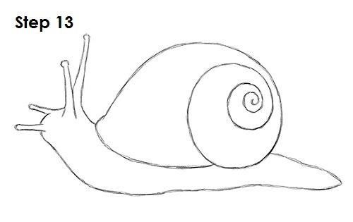 500x315 How To Draw A Snail - Snail Drawing