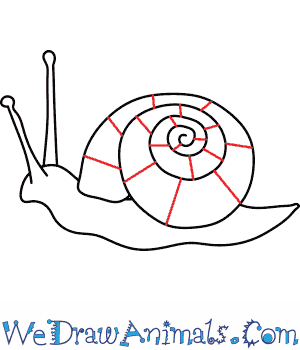 300x350 How To Draw A Snail - Snail Drawing