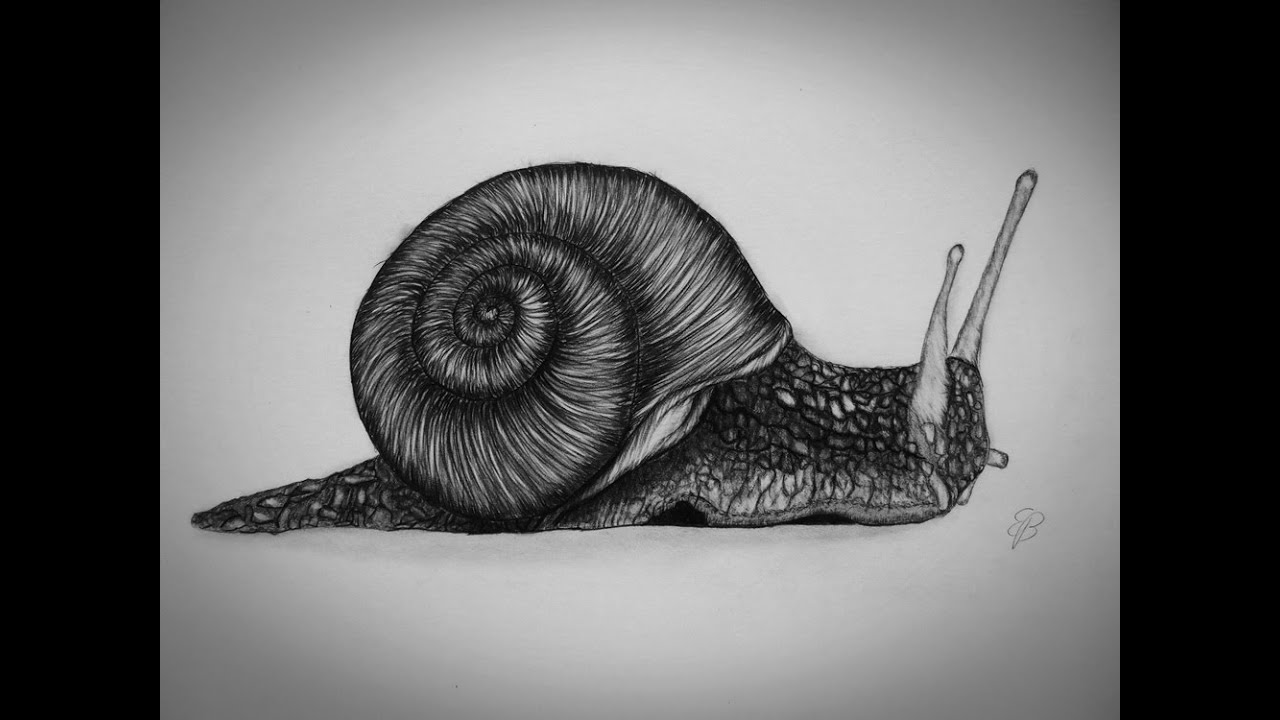 1280x720 How To Draw A Snail Step - Snail Drawing