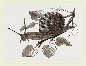 300x232 Large Garden Snail Drawing - Snail Drawing