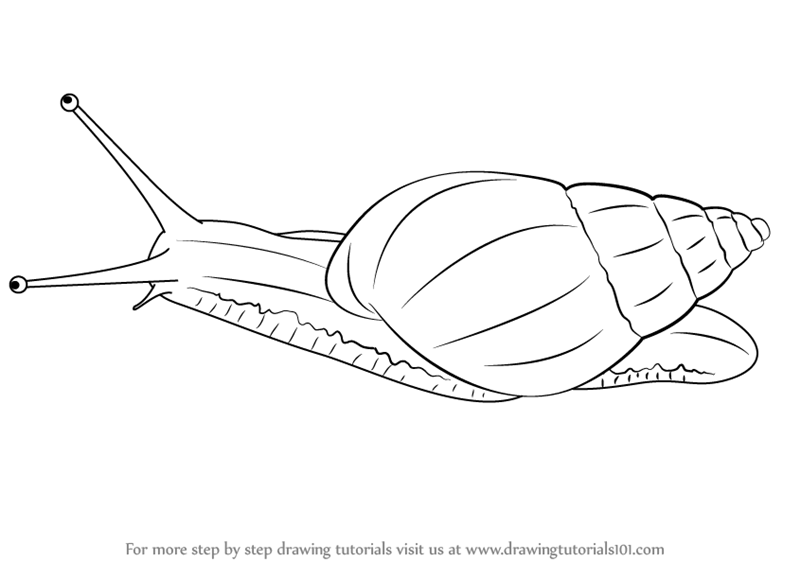 800x561 Learn How To Draw A Giant African Snail - Snail Drawing