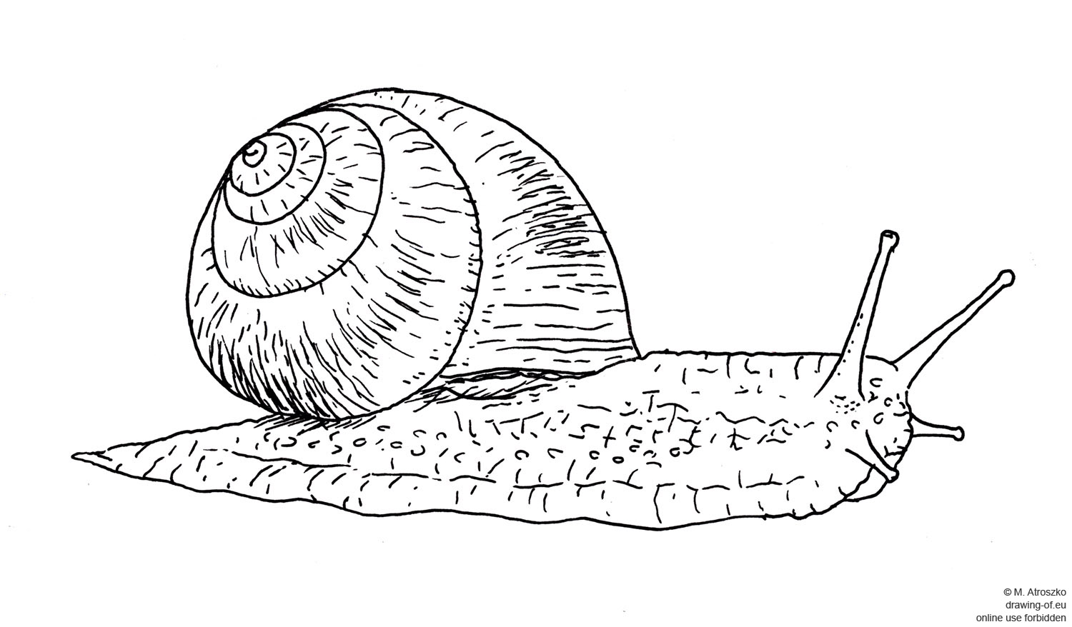 1500x878 Drawing Of Snail Drawing Of Eu - Snail Drawing