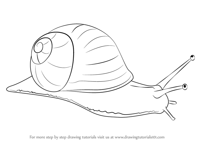 800x566 Learn How To Draw A Snail - Snail Drawing
