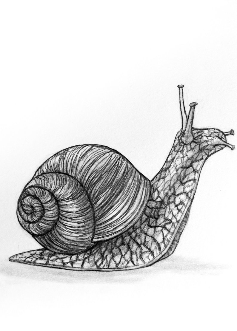 794x1110 Original Pencil Drawing Snail Etsy - Snail Drawing
