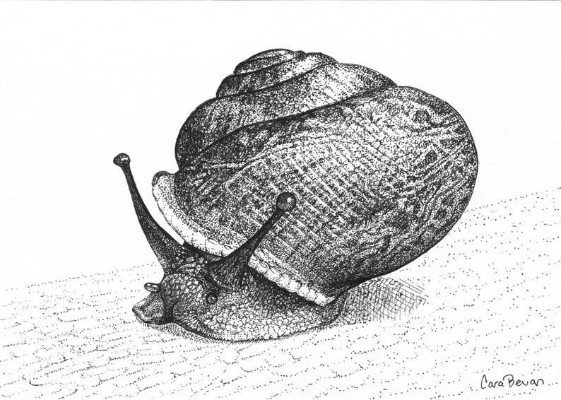 794x566 pen ink snail drawing snail poe etsy - Snail Drawing