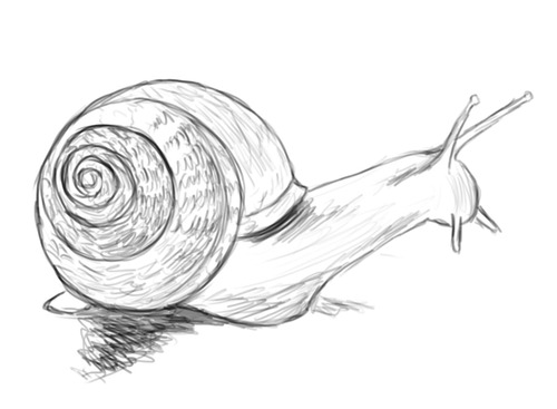 500x367 Mouseandcat Daily Drawing Snails - Snail Drawing