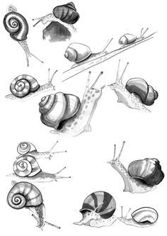 236x333 Snail Drawing - Snail Drawing