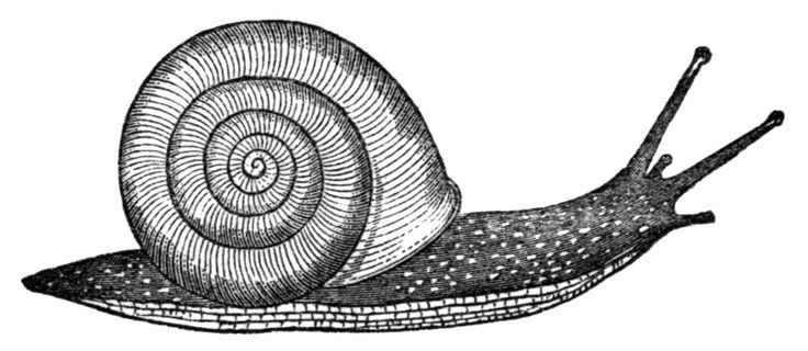 736x320 Snail Drawing - Snail Drawing