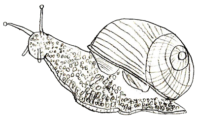 400x238 How To Draw A Snail - Snail Drawing