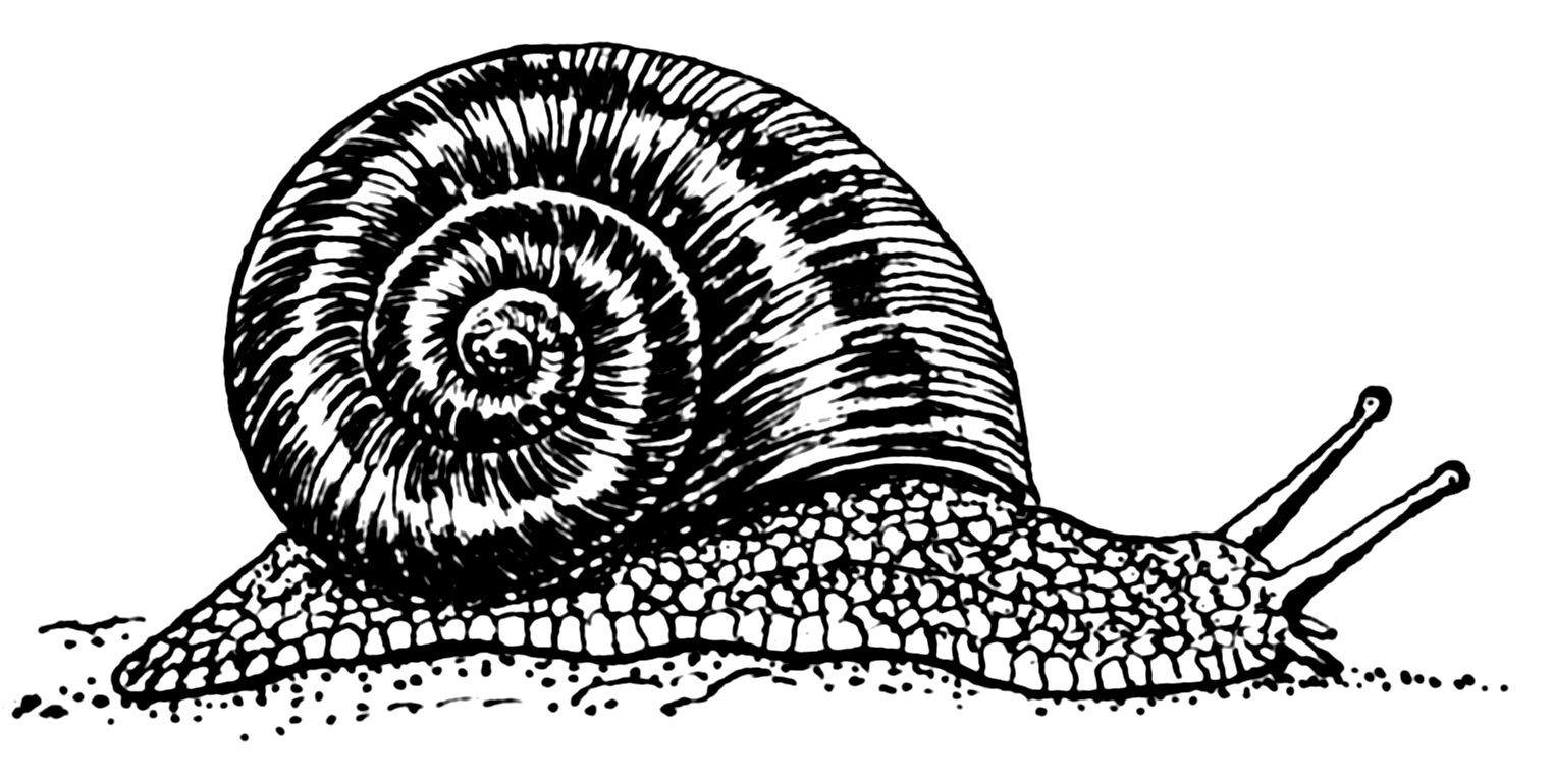 1525x770 Filesnail - Snail Line Drawing